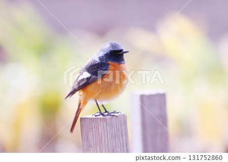 A cute Daurian redstart staring at me against a green background A cute Daurian redstart staring at me against a green background 131752860