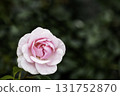 A single rose blooms in late spring 131752870