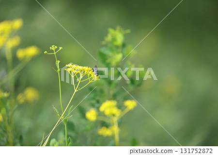 搖籃 搖籃 131752872