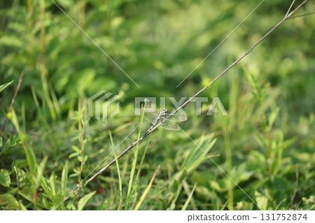 鹽卡拉通博 131752874