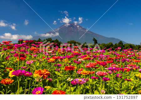 山梨縣南都留郡山中湖村的花之都公園盛開的百日菊,藍天映襯下的富士山 山梨縣南都留郡山中湖村的花之都公園盛開的百日菊,藍天映襯下的富士山 131752897