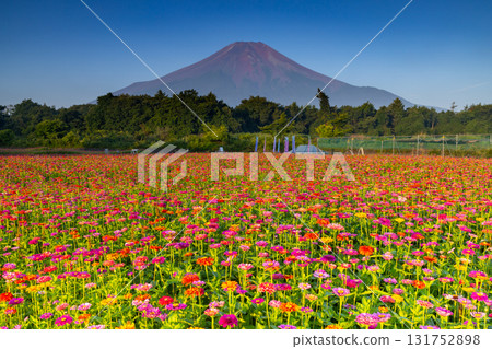 山梨縣南都留郡山中湖村的花之都公園盛開的百日菊，藍天映襯下的富士山 131752898