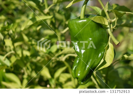 生長在田間的辣椒 生長在田間的辣椒 131752913