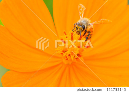 一隻蜜蜂從花中吸取花蜜 一隻蜜蜂從花中吸取花蜜 131753143