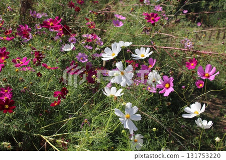 White flower of autumn flower cosmos White flower of autumn flower cosmos 131753220