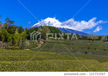 [靜岡縣富士市]小淵筱場的茶田，4月 131753567