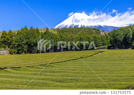 [Fuji City, Shizuoka Prefecture] Tea fields in Obuchi Sasaba, April 131753575