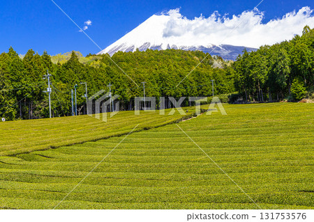 [靜岡縣富士市]小淵筱場的茶田，4月 131753576