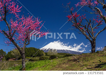 [Fuji City, Shizuoka Prefecture] Tea fields in Obuchi Sasaba, April 131753581