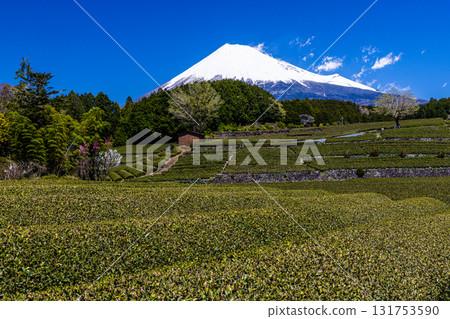 [Fuji City, Shizuoka Prefecture] Tea fields in Obuchi Sasaba, April 131753590