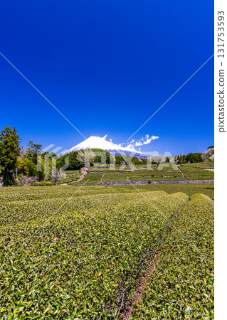 [靜岡縣富士市]小淵筱場的茶田，4月 131753593