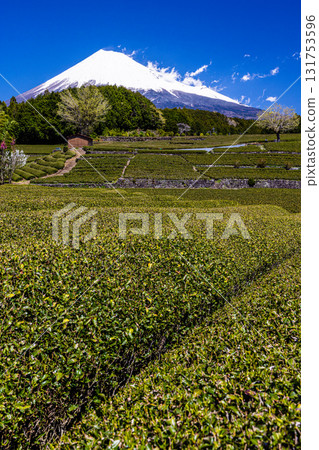 [靜岡縣富士市]小淵筱場的茶田，4月 131753596