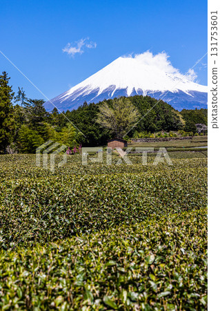 [靜岡縣富士市]小淵筱場的茶田，4月 131753601