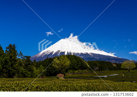 [Fuji City, Shizuoka Prefecture] Tea fields in Obuchi Sasaba, April 131753602