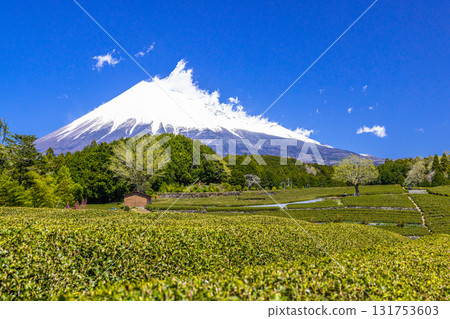 [Fuji City, Shizuoka Prefecture] Tea fields in Obuchi Sasaba, April 131753603