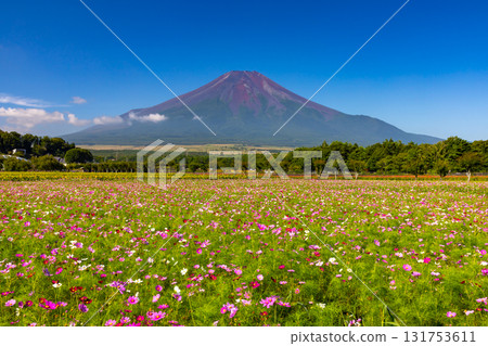 Cosmos fields at Hana no Miyako Park under the blue sky, with Mount Fuji towering in the background, Yamanakako Village, Minamitsuru District, Yamanashi Prefecture Cosmos fields at Hana no Miyako Park under the blue sky, with Mount Fuji towering in the background, Yamanakako Village, Minamitsuru District, Yamanashi Prefecture 131753611