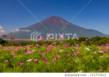 山梨縣南都留郡山中湖村的花之都公園的波斯菊田,藍天白雲下,富士山巍峨聳立在背景中 山梨縣南都留郡山中湖村的花之都公園的波斯菊田,藍天白雲下,富士山巍峨聳立在背景中 131753612