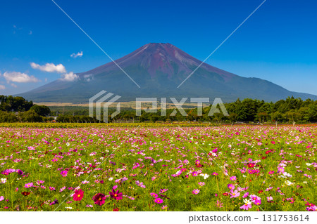 Cosmos fields at Hana no Miyako Park under the blue sky, with Mount Fuji towering in the background, Yamanakako Village, Minamitsuru District, Yamanashi Prefecture 131753614