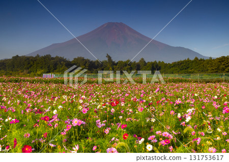 山梨縣南都留郡山中湖村的花之都公園的波斯菊田，藍天白雲下，富士山巍峨聳立在背景中 131753617