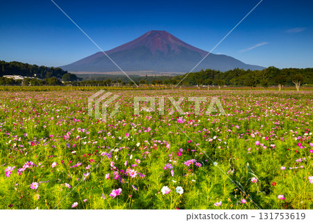 Cosmos fields at Hana no Miyako Park under the blue sky, with Mount Fuji towering in the background, Yamanakako Village, Minamitsuru District, Yamanashi Prefecture Cosmos fields at Hana no Miyako Park under the blue sky, with Mount Fuji towering in the background, Yamanakako Village, Minamitsuru District, Yamanashi Prefecture 131753619