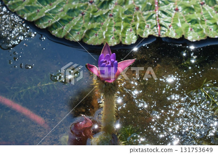 Onibus flowers 131753649