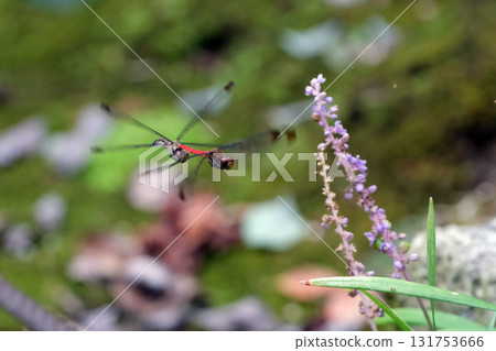 松鼠知更鳥的聯飛 松鼠知更鳥的聯飛 131753666