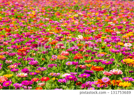 A field of colorful zinnias at Hana no Miyako Park in Yamanakako Village, Minamitsuru District, Yamanashi Prefecture A field of colorful zinnias at Hana no Miyako Park in Yamanakako Village, Minamitsuru District, Yamanashi Prefecture 131753689