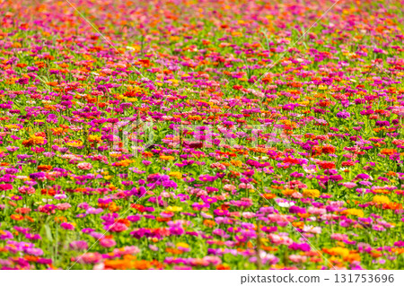 A field of colorful zinnias at Hana no Miyako Park in Yamanakako Village, Minamitsuru District, Yamanashi Prefecture 131753696