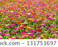 A field of colorful zinnias at Hana no Miyako Park in Yamanakako Village, Minamitsuru District, Yamanashi Prefecture 131753697