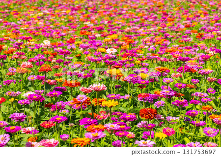 A field of colorful zinnias at Hana no Miyako Park in Yamanakako Village, Minamitsuru District, Yamanashi Prefecture 131753697