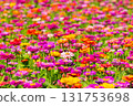 A field of colorful zinnias at Hana no Miyako Park in Yamanakako Village, Minamitsuru District, Yamanashi Prefecture 131753698