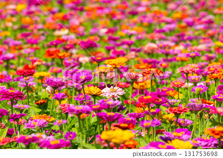 A field of colorful zinnias at Hana no Miyako Park in Yamanakako Village, Minamitsuru District, Yamanashi Prefecture 131753698
