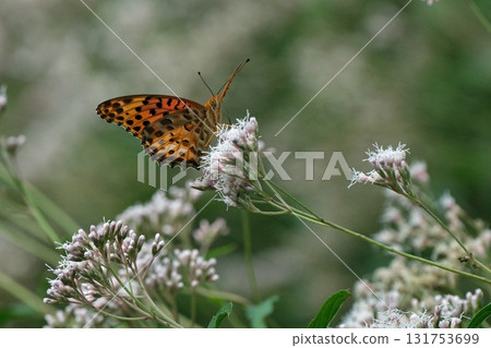 Black-winged fritillary sucking nectar from Fujibakama 131753699