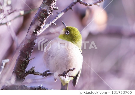 A close-up of a Japanese white-eye on a branch 131753700