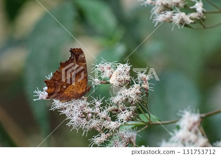 Kitateha sucking nectar from Fujibakama Kitateha sucking nectar from Fujibakama 131753712