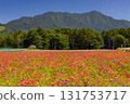 A field of colorful zinnias at Hana no Miyako Park in Yamanakako Village, Minamitsuru District, Yamanashi Prefecture 131753717