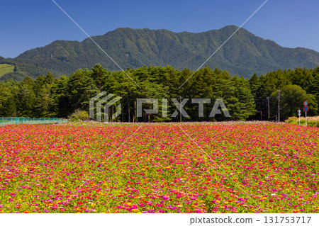 A field of colorful zinnias at Hana no Miyako Park in Yamanakako Village, Minamitsuru District, Yamanashi Prefecture 131753717