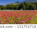 A field of colorful zinnias at Hana no Miyako Park in Yamanakako Village, Minamitsuru District, Yamanashi Prefecture 131753718