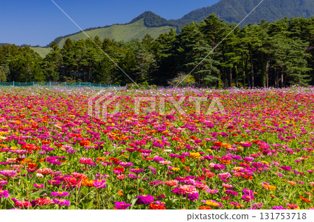 山梨縣南都留郡山中湖村花宮公園內色彩繽紛的百日菊花田 山梨縣南都留郡山中湖村花宮公園內色彩繽紛的百日菊花田 131753718