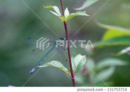 Oh yeah Oh yeah 131753719