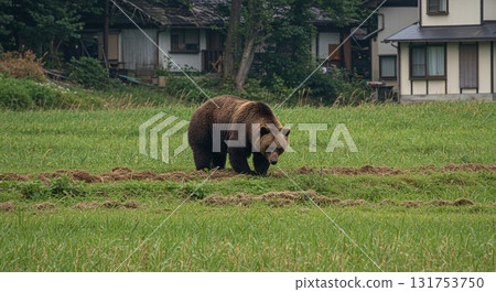 2號房屋附近的田野裡出現了一隻飢餓又危險的熊 131753750