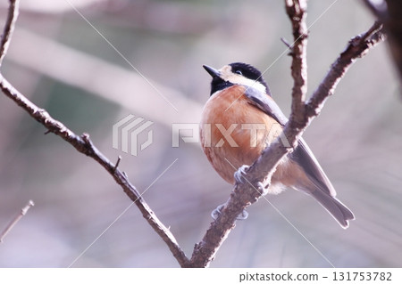 A cute close-up of a varied tit 131753782