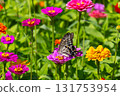 Colorful zinnias and swallowtail butterflies at Hana no Miyako Park in Yamanaka, Yamanakako Village, Minamitsuru District, Yamanashi Prefecture 131753954