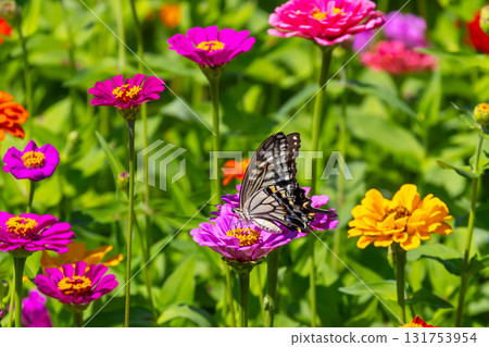 Colorful zinnias and swallowtail butterflies at Hana no Miyako Park in Yamanaka, Yamanakako Village, Minamitsuru District, Yamanashi Prefecture 131753954
