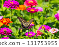 Colorful zinnias and swallowtail butterflies at Hana no Miyako Park in Yamanaka, Yamanakako Village, Minamitsuru District, Yamanashi Prefecture 131753955