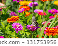 Colorful zinnias and swallowtail butterflies at Hana no Miyako Park in Yamanaka, Yamanakako Village, Minamitsuru District, Yamanashi Prefecture 131753956