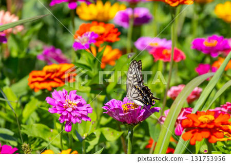 Colorful zinnias and swallowtail butterflies at Hana no Miyako Park in Yamanaka, Yamanakako Village, Minamitsuru District, Yamanashi Prefecture Colorful zinnias and swallowtail butterflies at Hana no Miyako Park in Yamanaka, Yamanakako Village, Minamitsuru District, Yamanashi Prefecture 131753956