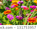 Colorful zinnias and swallowtail butterflies at Hana no Miyako Park in Yamanaka, Yamanakako Village, Minamitsuru District, Yamanashi Prefecture 131753957