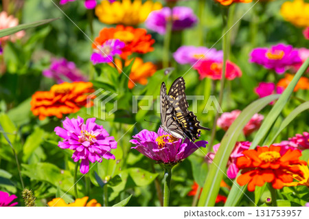 山梨縣南都留郡山中湖村山中花之都公園的色彩繽紛的百日菊和燕尾蝶 131753957