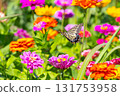Colorful zinnias and swallowtail butterflies at Hana no Miyako Park in Yamanaka, Yamanakako Village, Minamitsuru District, Yamanashi Prefecture 131753958